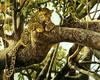 [FlowerChild scans] Painted by Robert Bateman, Leopard in a Sausage Tree