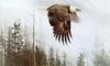 [FlowerChild scans] Painted by Robert Bateman, Majesty on the Wing