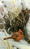[FlowerChild scans] Painted by Robert Bateman, Winter Cardinal