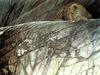 [FlowerChild scans] Painted by Robert Bateman, Leopard Ambush