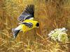 [FlowerChild scans] Painted by Robert Bateman, Queen Anne's Lace and American Goldfinch