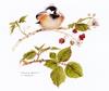 [FlowerChild scans] Painted by Valerie Pheiffer, Chick and Berries