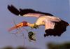 [NG Paraisos Olvidados] Yellow-billed Stork