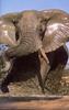 [NG Paraisos Olvidados] African Elephant