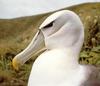 [Sj scans - Critteria 1] Albatross