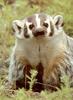 [Sj scans - Critteria 1] American Badger