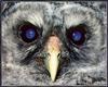 [Sj scans - Critteria 1] Barred Owl
