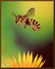 [Sj scans - Critteria 1] Bee