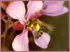 [Sj scans - Critteria 1] Bee