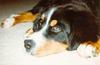 [Sj scans - Critteria 1] Bernese Mountain Dog