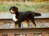 [Sj scans - Critteria 1] Bernese Mountain Dog