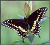 [Sj scans - Critteria 1] Black Swallowtail Butterfly