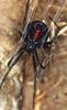 [Sj scans - Critteria 1] Black Widow Spider