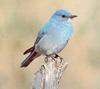 [Sj scans - Critteria 1] Bluebird