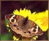 [Sj scans - Critteria 1] Buckeye Butterfly