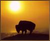[Sj scans - Critteria 1] American Bison