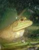 [Sj scans - Critteria 1] Bullfrog