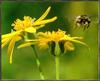 [Sj scans - Critteria 1] Bumble bee