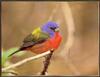 [Sj scans - Critteria 1] Painted Bunting