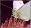 [Sj scans - Critteria 1] Cabbage White Butterfly