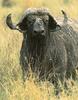 [Sj scans - Critteria 1] Cape Buffalo