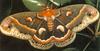 [Sj scans - Critteria 1] Cecropia Moth