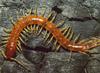 [Sj scans - Critteria 1] Centipede