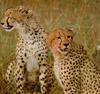 [Sj scans - Critteria 1] Cheetahs