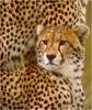 [Sj scans - Critteria 1] Cheetah