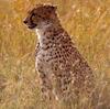 [Sj scans - Critteria 1] Cheetah