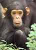 [Sj scans - Critteria 1] Chimpanzee baby