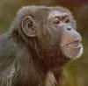 [Sj scans - Critteria 1] Chimpanzee