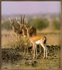 [Sj scans - Critteria 1] Chinkara (Indian Gazelles)