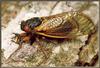 [Sj scans - Critteria 1] Cicada