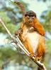 [Sj scans - Critteria 1] Colobus Monkey