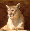 [Sj scans - Critteria 1] Cougar