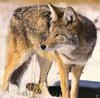 [Sj scans - Critteria 1] Coyote
