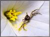 [Sj scans - Critteria 1] Crab Spider