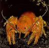 [Sj scans - Critteria 1] Crayfish