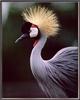 [Sj scans - Critteria 1] Crowned Crane