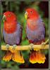 [Sj scans - Critteria 1] Eclectus Parrots
