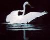 [Sj scans - Critteria 1] Great Egret