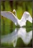 [Sj scans - Critteria 1] Great Egret
