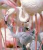 [Sj scans - Critteria 1] Flamingo