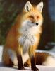 [Sj scans - Critteria 1] Red Fox