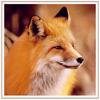 [Sj scans - Critteria 1] Red Fox