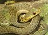 [Sj scans - Critteria 2]  Garter Snake