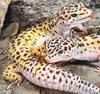 [Sj scans - Critteria 2]  Geckos