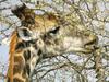 [Sj scans - Critteria 2]  Giraffe (Giraffa camelopardalis)