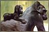 [Sj scans - Critteria 2]  Gorillas